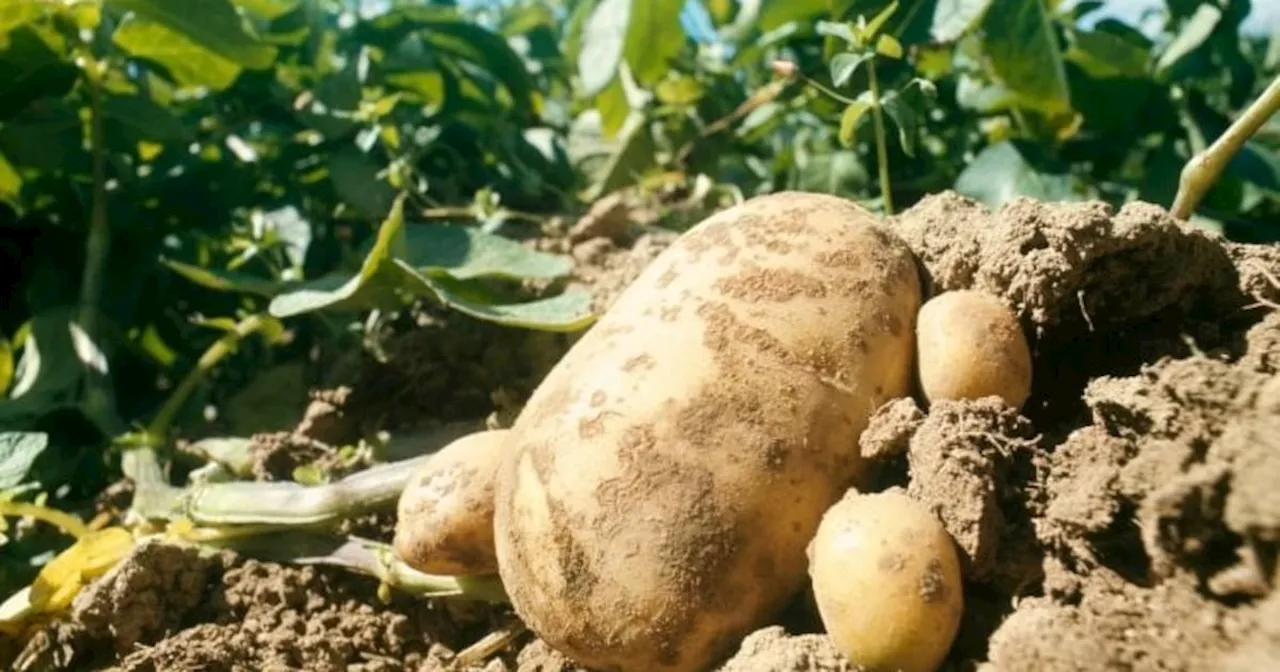 Cuántos millones de toneladas de papa produce Argentina