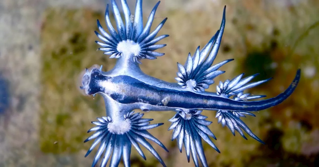 Canaries : un dangereux dragon bleu entraîne la fermeture d’une plage