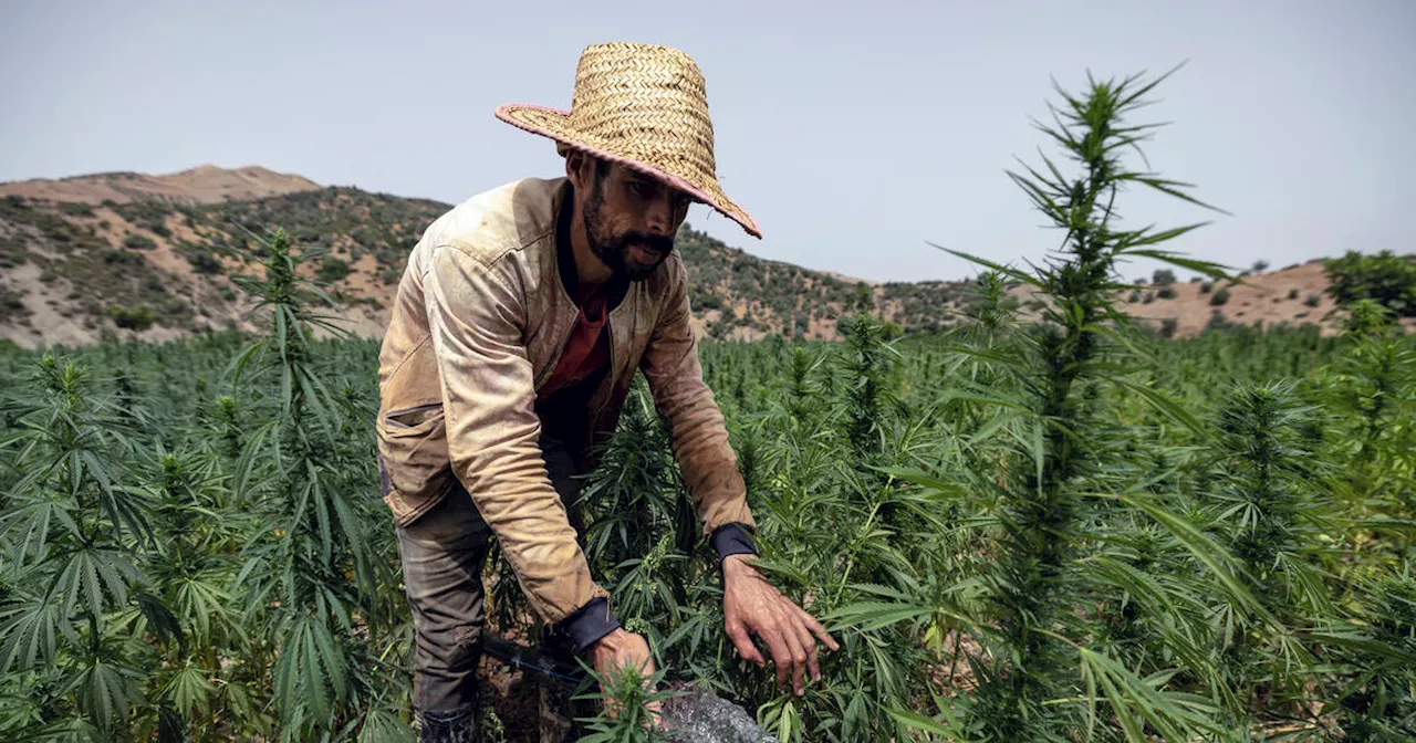 Maroc : près de 5 000 cultivateurs de cannabis graciés par Mohammed VI