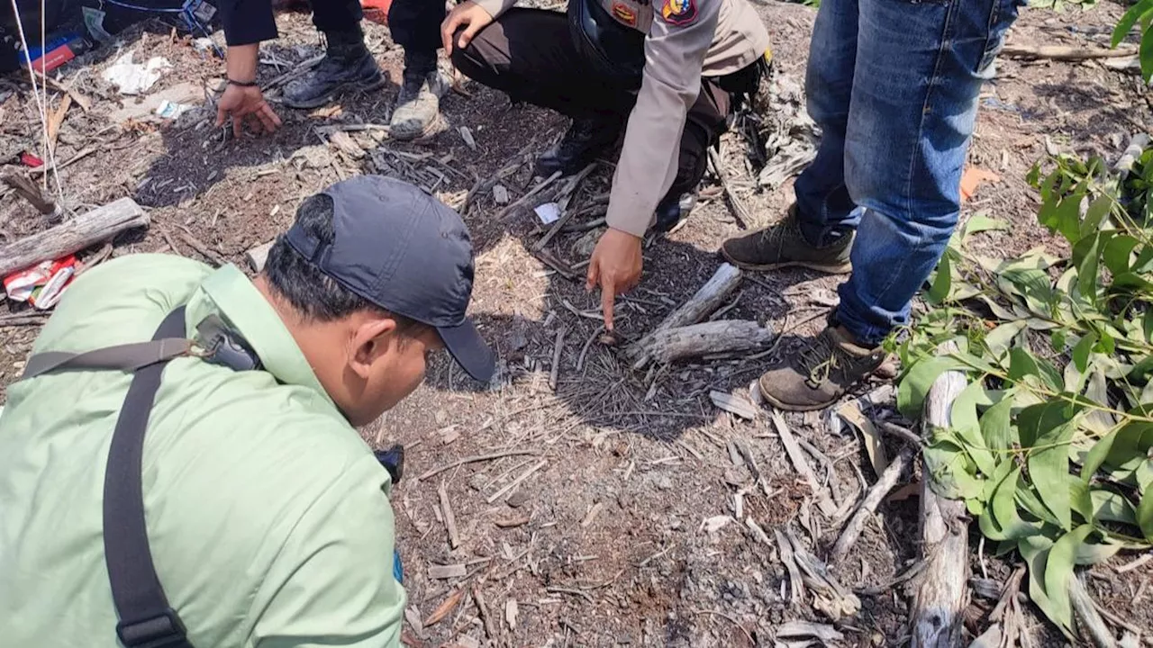 BBKSDA Riau Nyatakan Lokasi Pekerja Diterkam Merupakan Habitat Harimau Sumatra