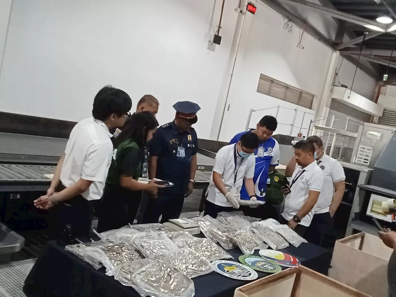 High-grade cannabis valued at P16 million seized in Pampanga