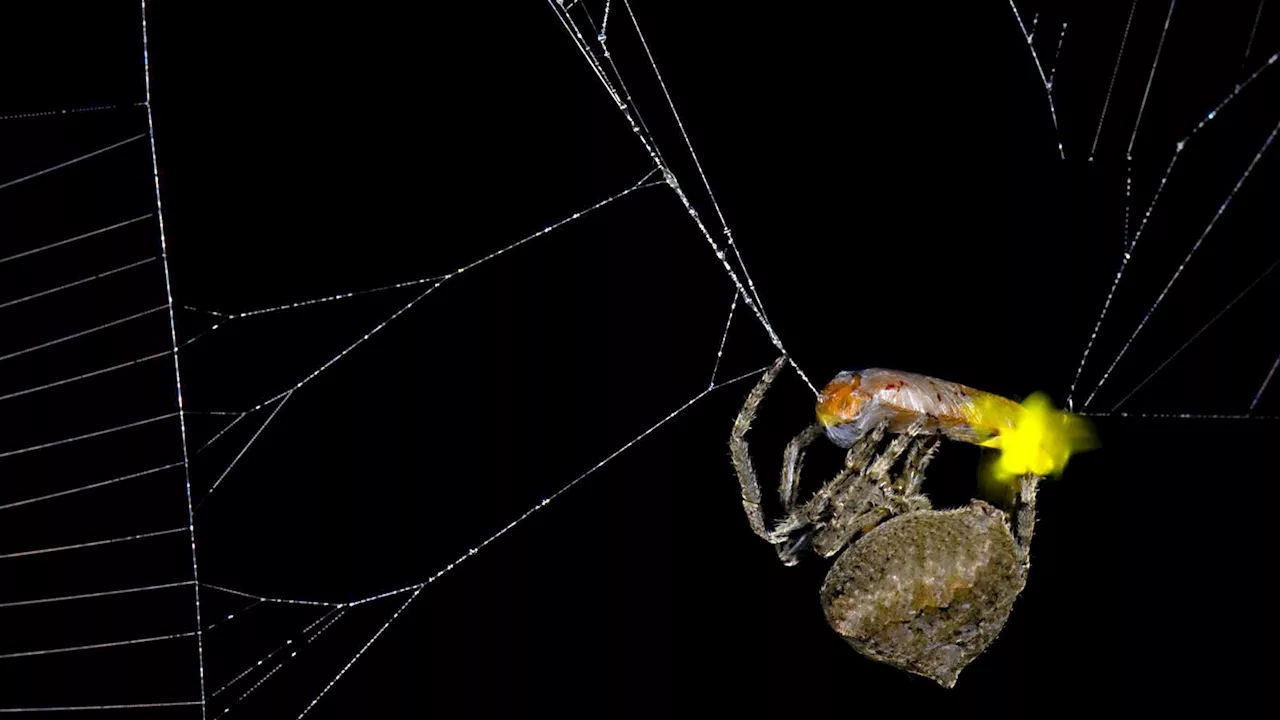 Perfide Taktik: Wie diese Spinne ihre Beute als Köder nutzt