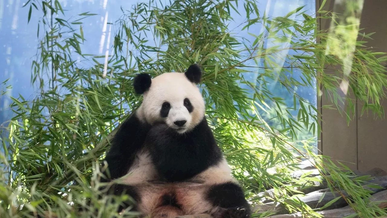 Wie sich der Berliner Zoo auf die Panda-Babys vorbereitet