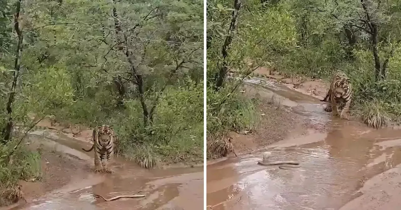 टाइगर बढ़ रहा था आगे तभी रास्ते में आ गया सांप, टूरिस्ट ने कैमरे में कैद कर लिया रेयर मोमेंट, वीडियो वायरल