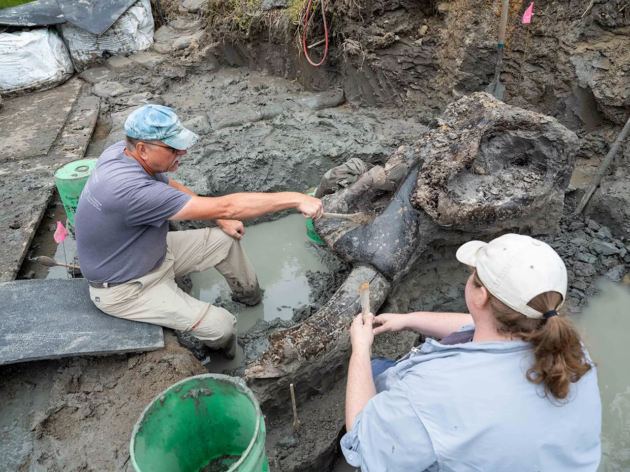 13,600-year-old mastodon skull unearthed in Iowa, offering archaeologists a “treasure trove” of data