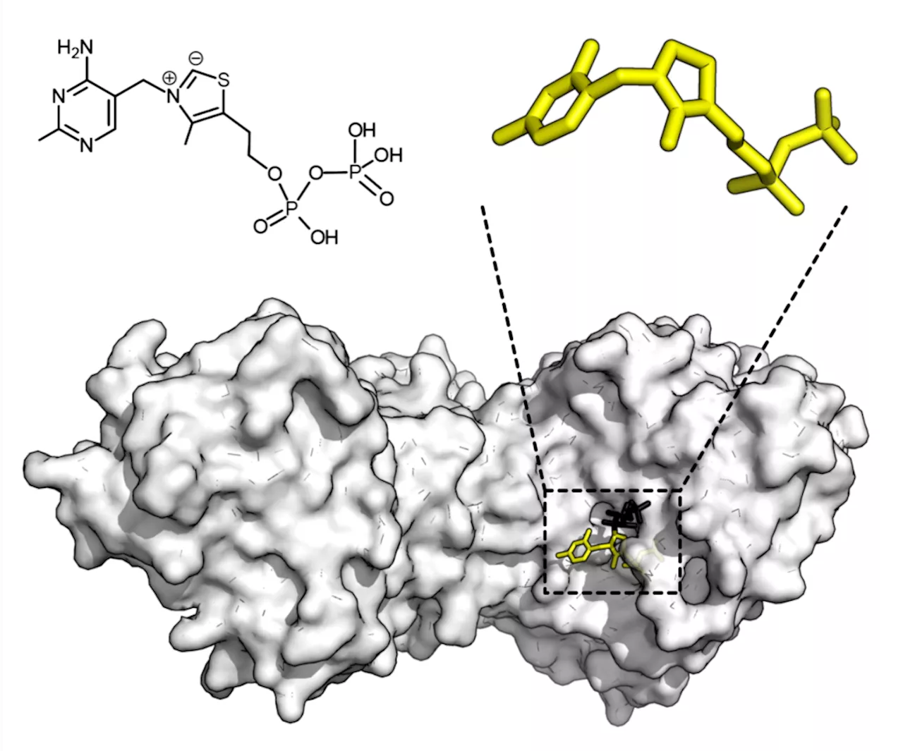 Researchers teach artificial intelligence about frustration in protein folding