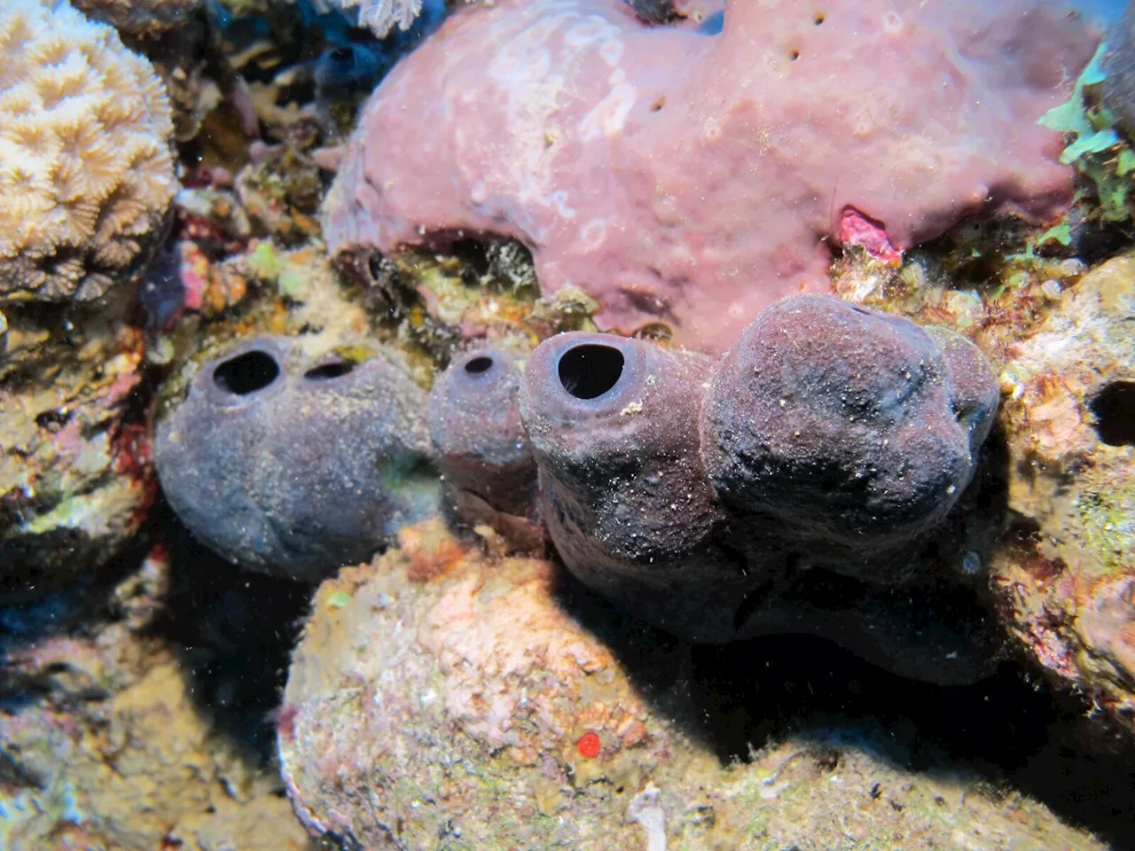 Sponges' symbiosis with bacteria helps them store toxic molybdenum to keep predators away, study shows