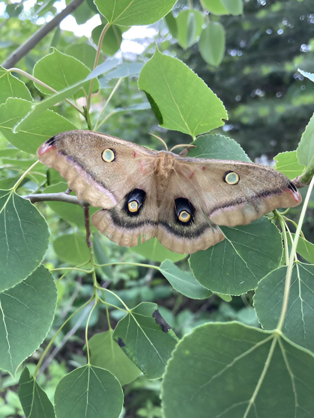 Trees stripped by invasive caterpillars muster defenses that can harm native insects, research shows