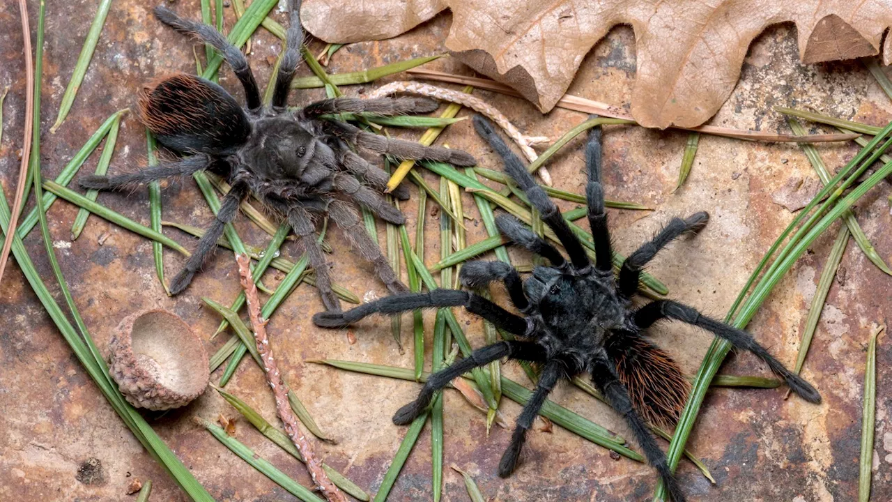 Newly discovered tarantulas may already be in danger