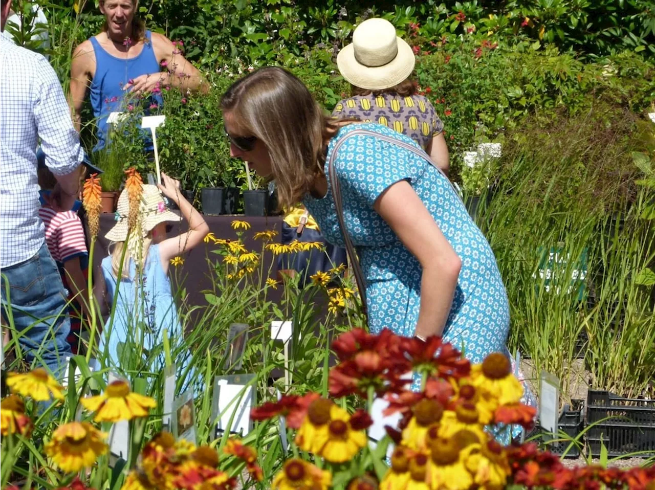 A plant lovers’ paradise at the Dorothy Clive Garden this August bank holiday