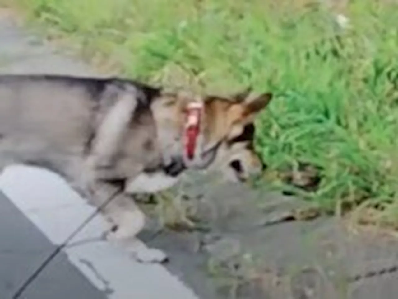 愛犬の散歩中に遭遇したのはまさかの…… 運命を感じる出会いに「こんなことって本当にあるんですね」「帰ってきてくれてありがとう！」（2024年8月21日）｜BIGLOBEニュース