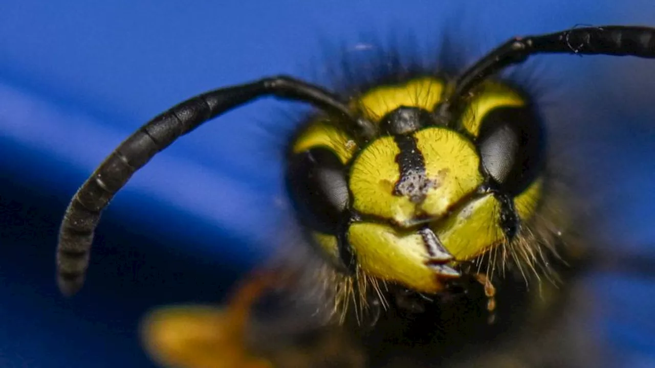 Insekten: Nabu: Deutlich weniger Wespen unterwegs als in Vorjahren