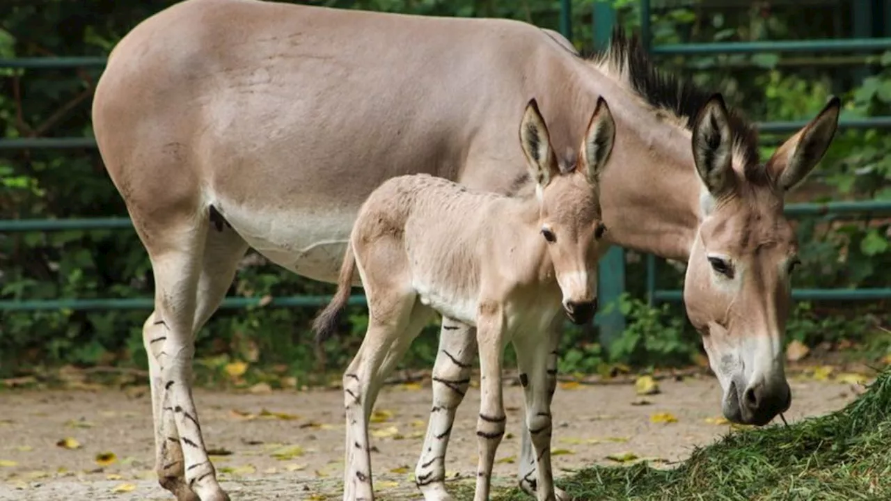 Tierbabys: Seltener Nachwuchs bei Somali-Wildeseln und Affen