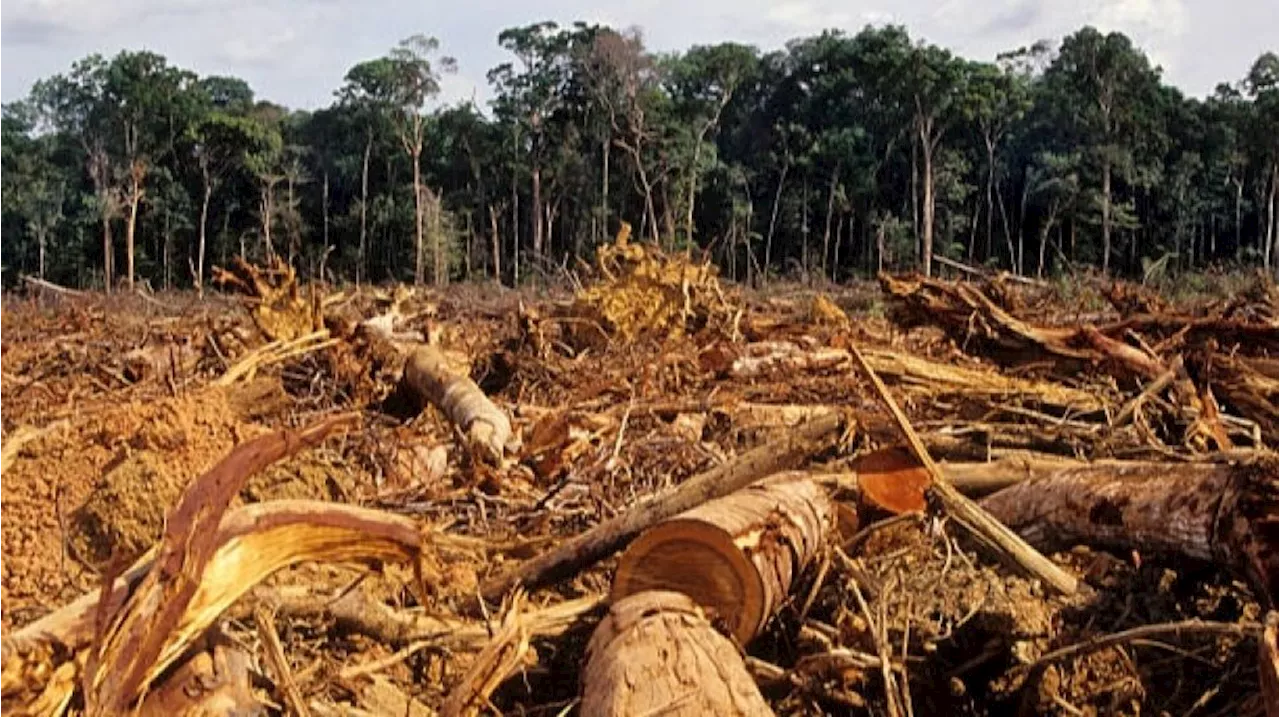 Gorontalo Darurat Deforestasi, 33.492 Hektare Hutan Hilang dalam 5 Tahun Pertama