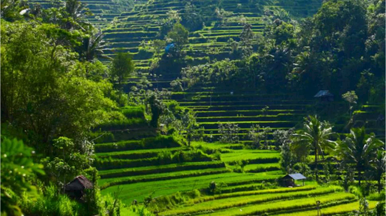 Mengenal Apa Itu Subak, Cerminkan Hubungan Harmonis Antara Manusia, Alam, dan Tuhan