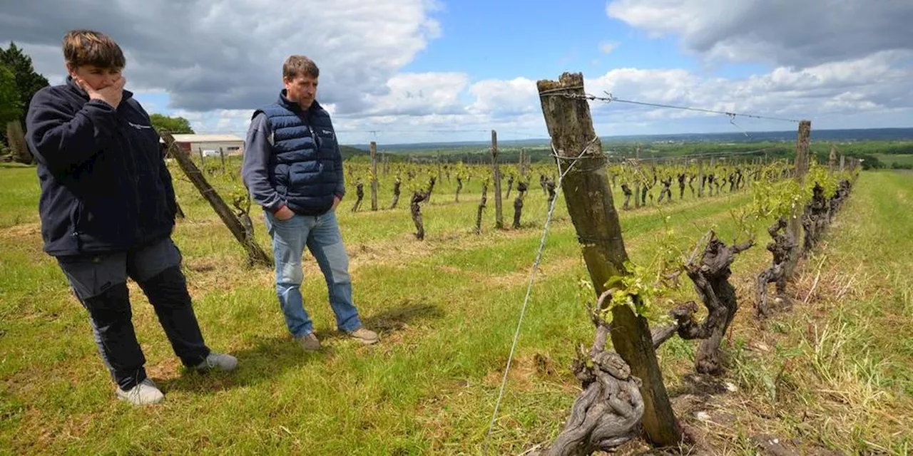 « On veut sauver ce patrimoine » : l’appel au secours de viticulteurs en Dordogne