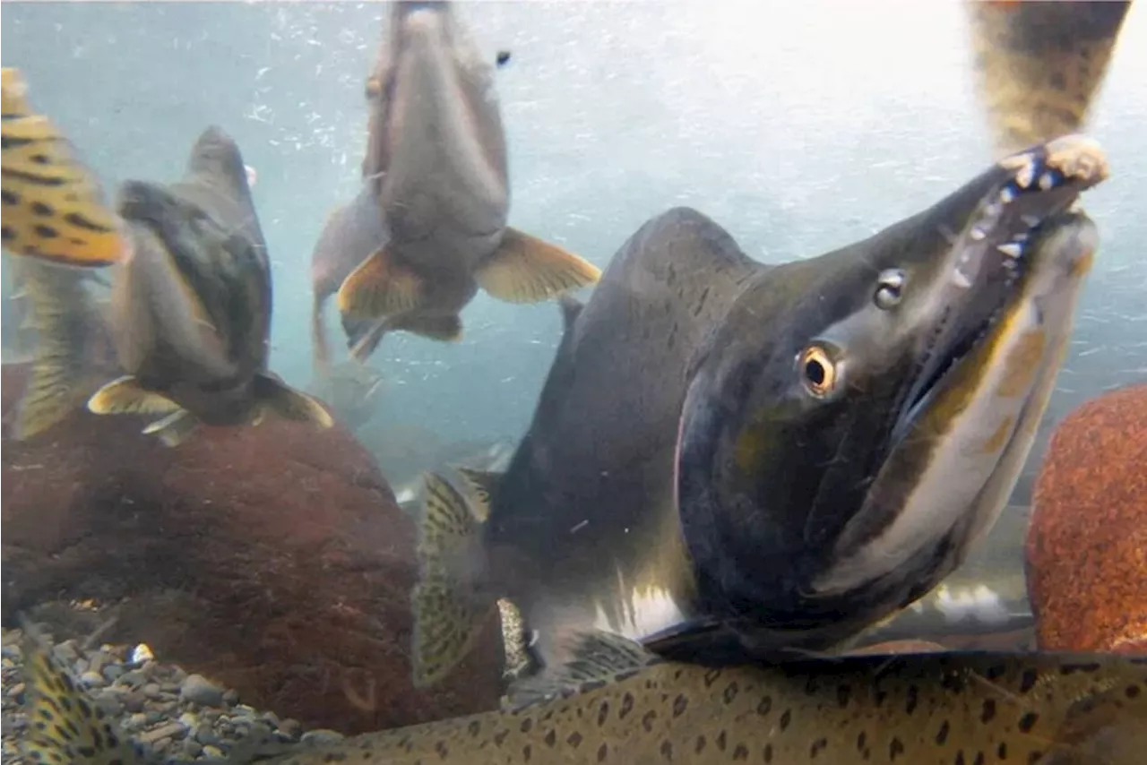 Fish, shellfish, marine birds anchored coastal B.C. diet 500 years ago