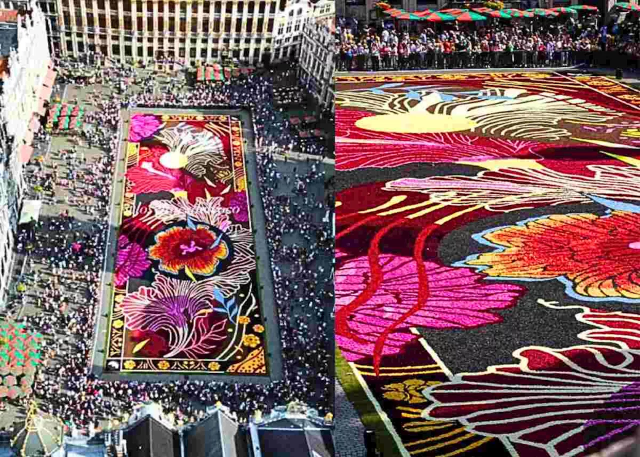 Brussels unveils record-breaking flower carpet to delight tourists