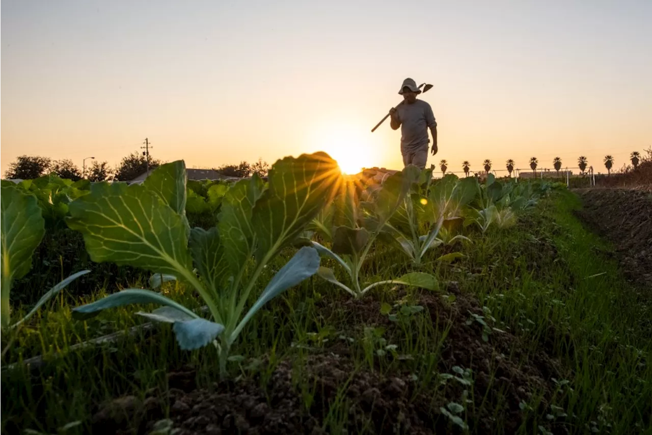 South Africa facing severe food insecurity study shows