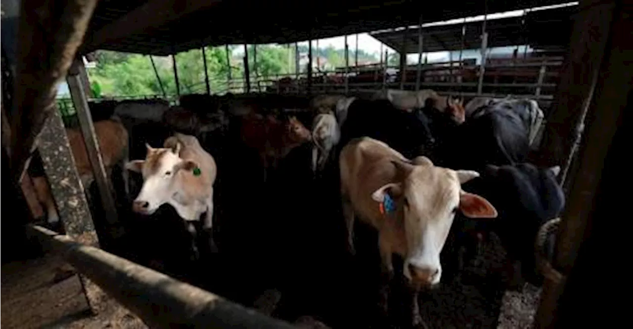 TDM busts cattle smuggling activities, worth RM85,000, at Malaysia-Thailand border