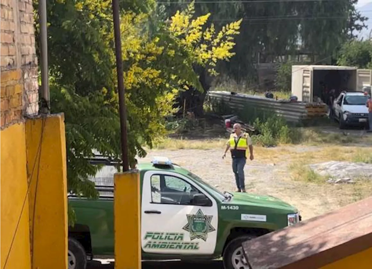 Vecinos de la Provivienda evitan tala de Pirul; así puedes defender un árbol en Saltillo