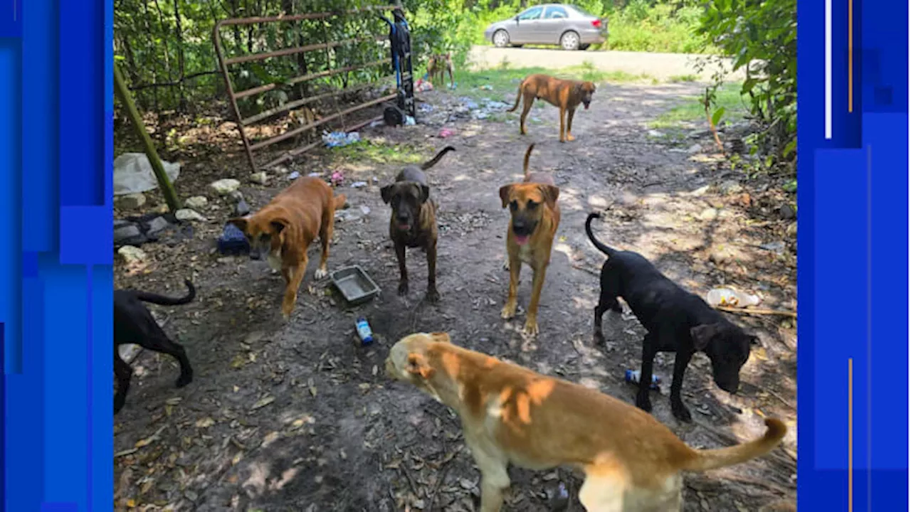 Florida animal welfare organizations rescued 25 dogs living outside a property in Hamilton County