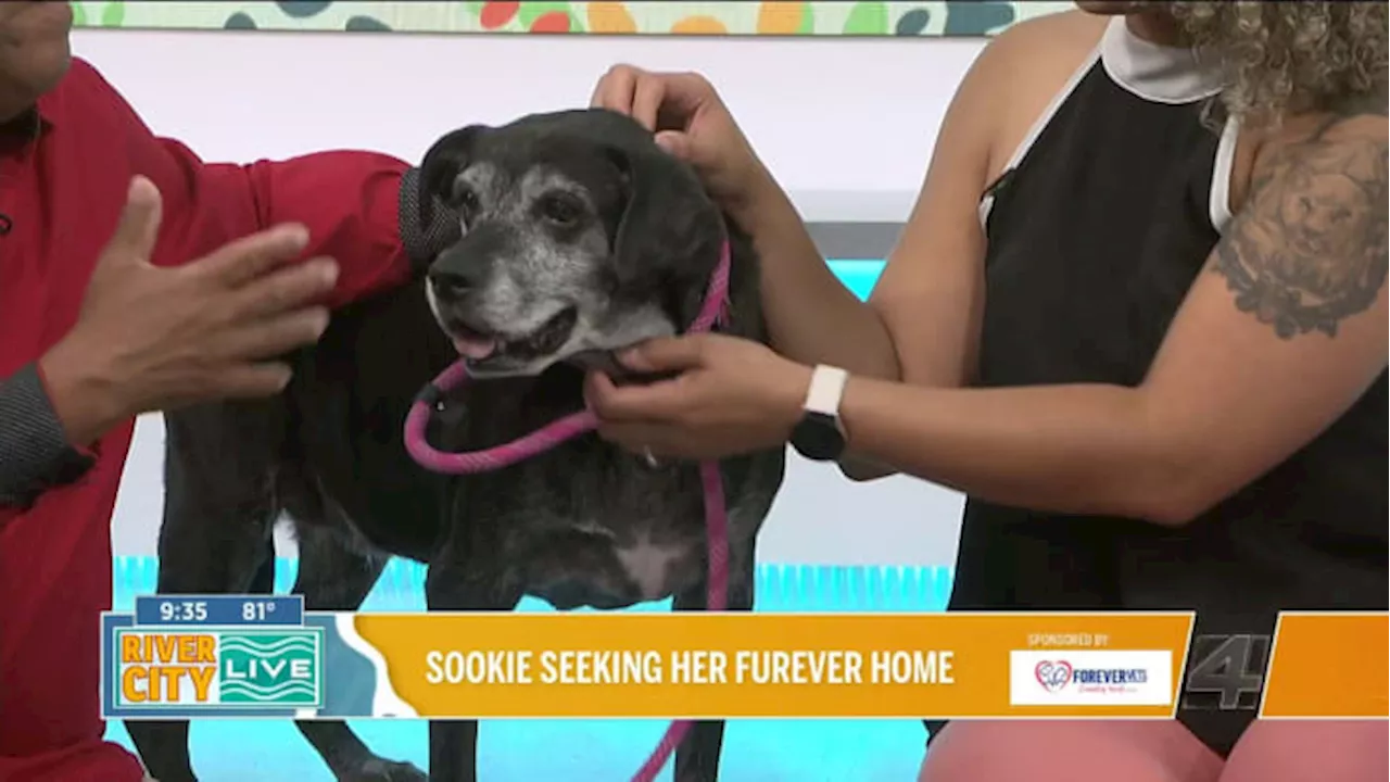 Pawsing For Pets: St. Augustine Humane wants to help Sookie find her fur-ever home