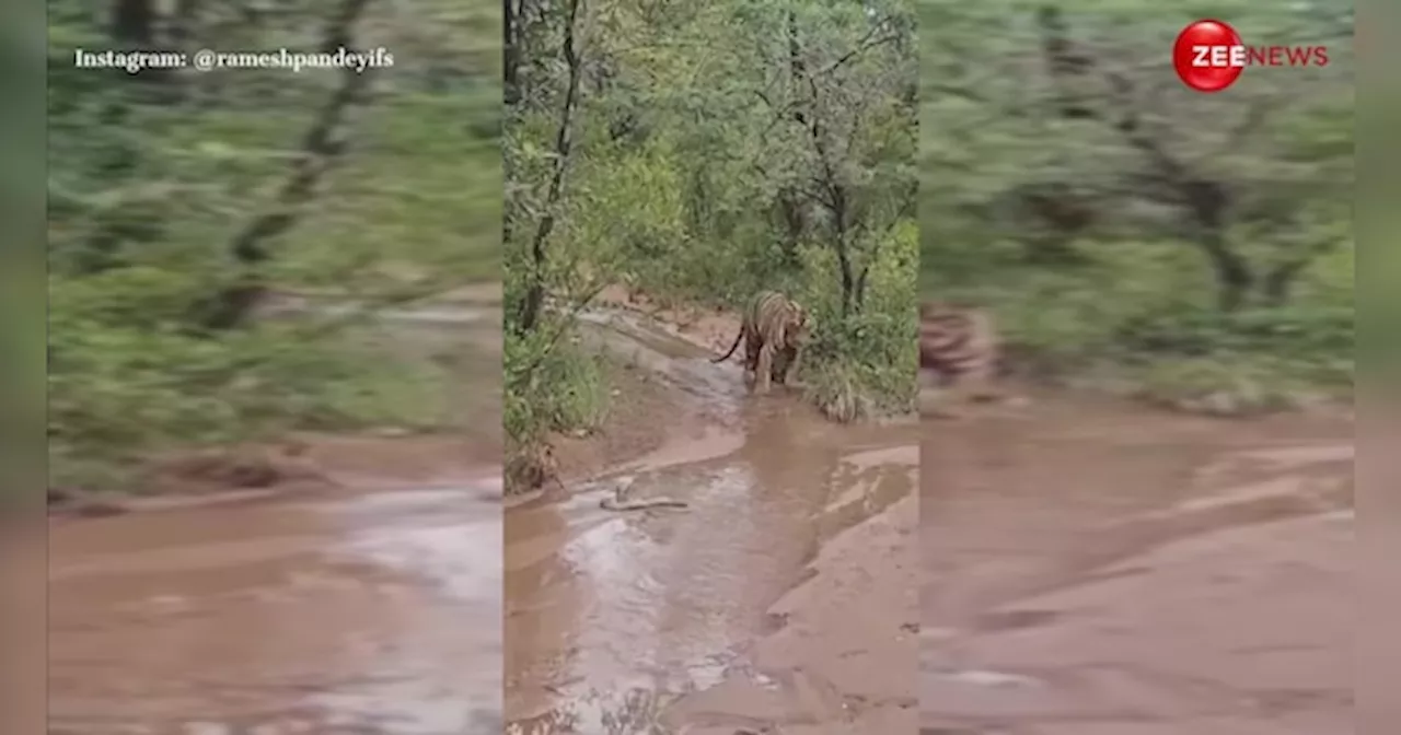 जंगल का रास्ता पार कर रहा था टाइगर, अचानक सामने आ गया किंग कोबरा; डर के मारे पीछे हटने पर हुआ मजबूर, देखें VIDEO