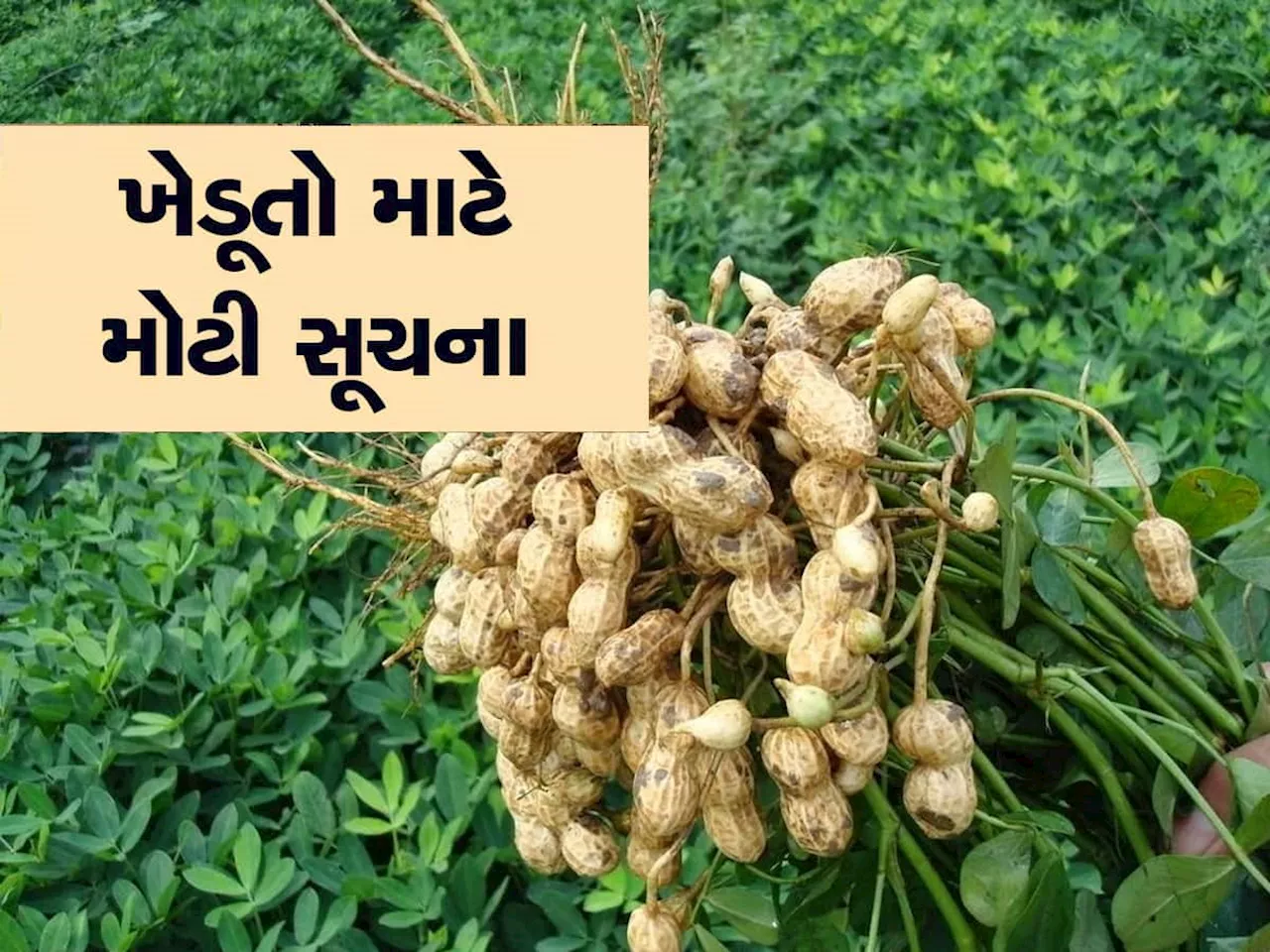 સરકારની ગુજરાતના ખેડૂતોને જરૂરી સૂચના, આટલુ કરશો તો મગફળીના પાકમાં નહિ પડે જીવાત