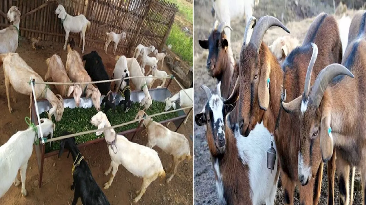 Poultry and goat farming: ಸರ್ಕಾರದಿಂದ ಕೋಳಿ & ಮೇಕೆ ಸಾಕಾಣಿಕೆಗೆ ಸಾಲ ಸೌಲಭ್ಯಕ್ಕೆ ಅರ್ಜಿ ಆಹ್ವಾನ!