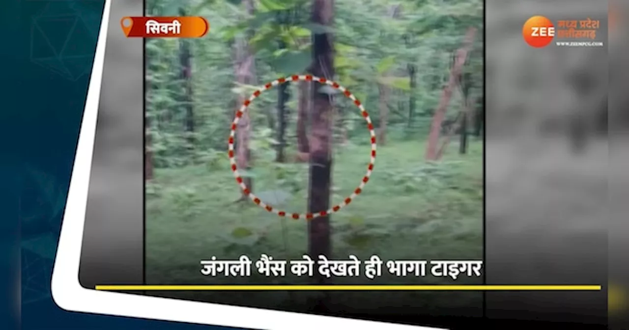 Video: जिसका करता था शिकार उसी से बचाई जान, जंगली भैंस को देखते ही भागा टाइगर