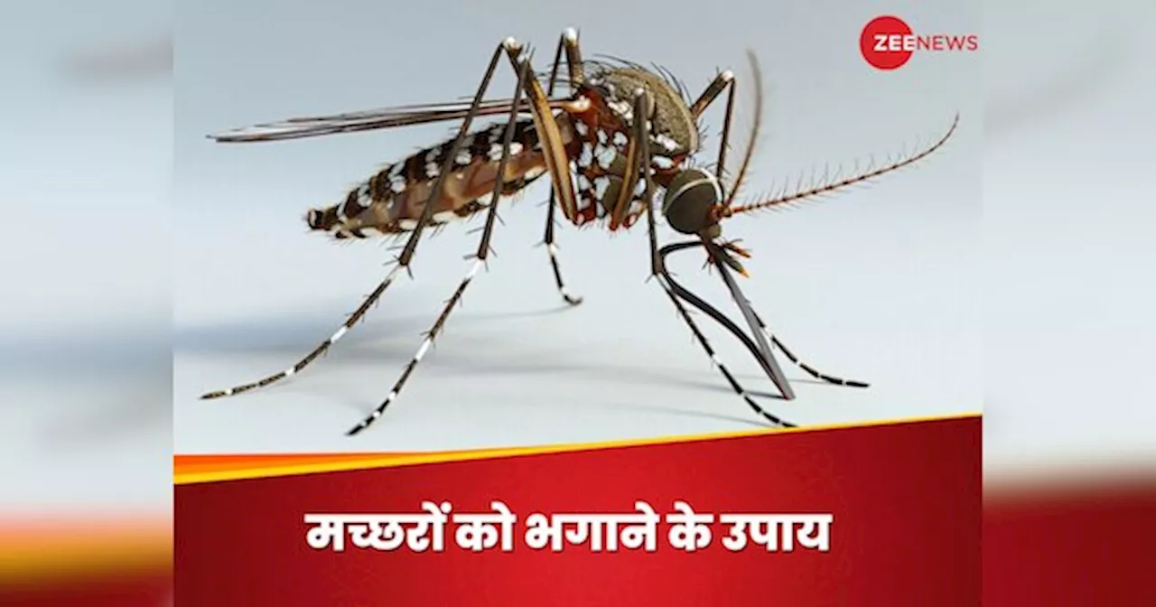 World Mosquito Day: मच्छरों को कैसे रखें घर से दूर? परिवार से हटाएं डेंगू मलेरिया का साया