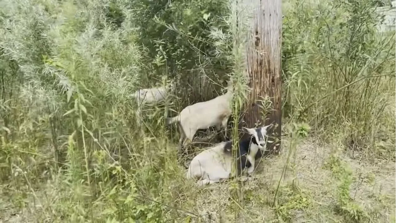 RG&E calls in goats to help clear vegetation around transmission lines