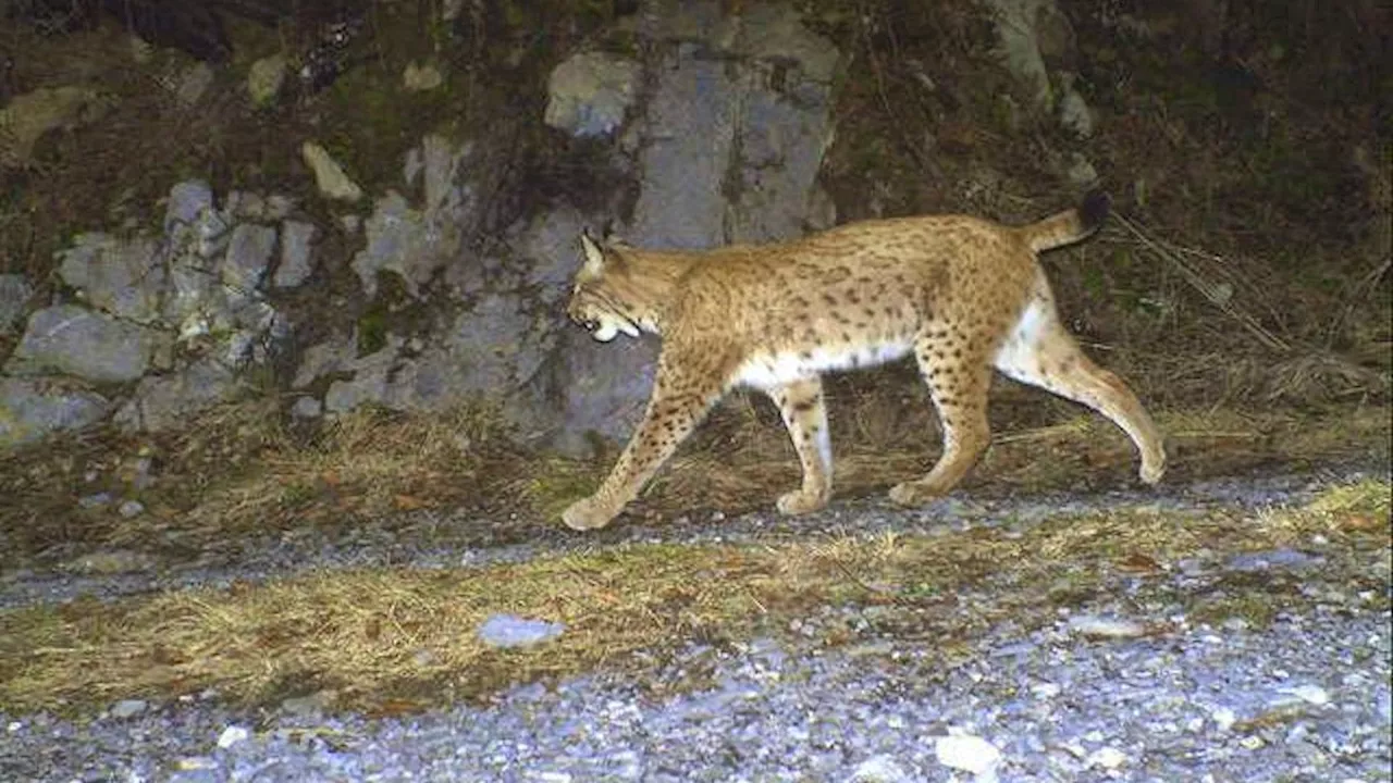 Vor wenigen Monaten ausgewildert: Luchs zum Abschuss freigegeben