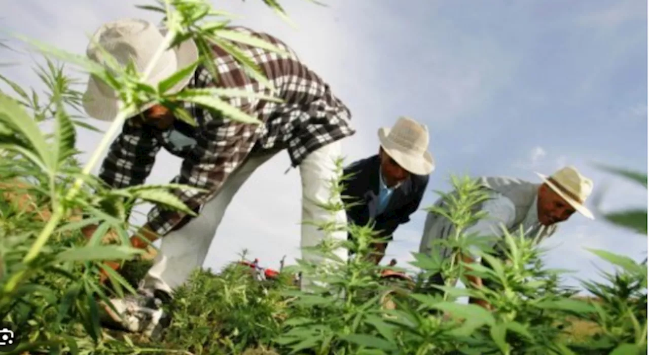 Morocco's king pardons more than 4,800 cannabis farmers