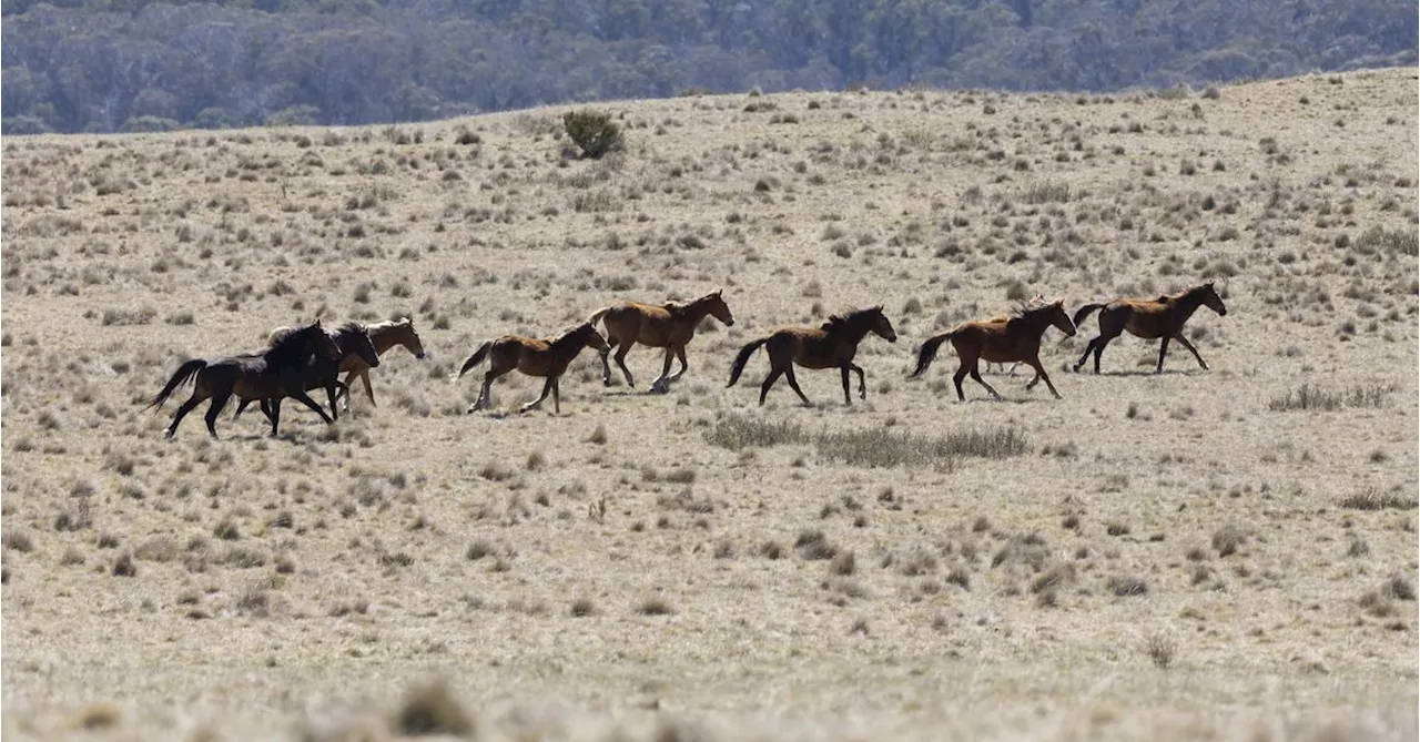 Mass brumby culls can continue as legal challenge fails