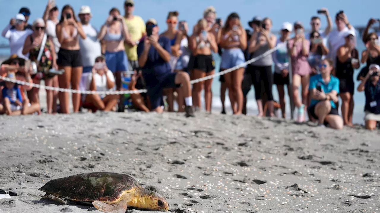 Subadult loggerhead sea turtle returns to Atlantic Ocean after rehabilitation