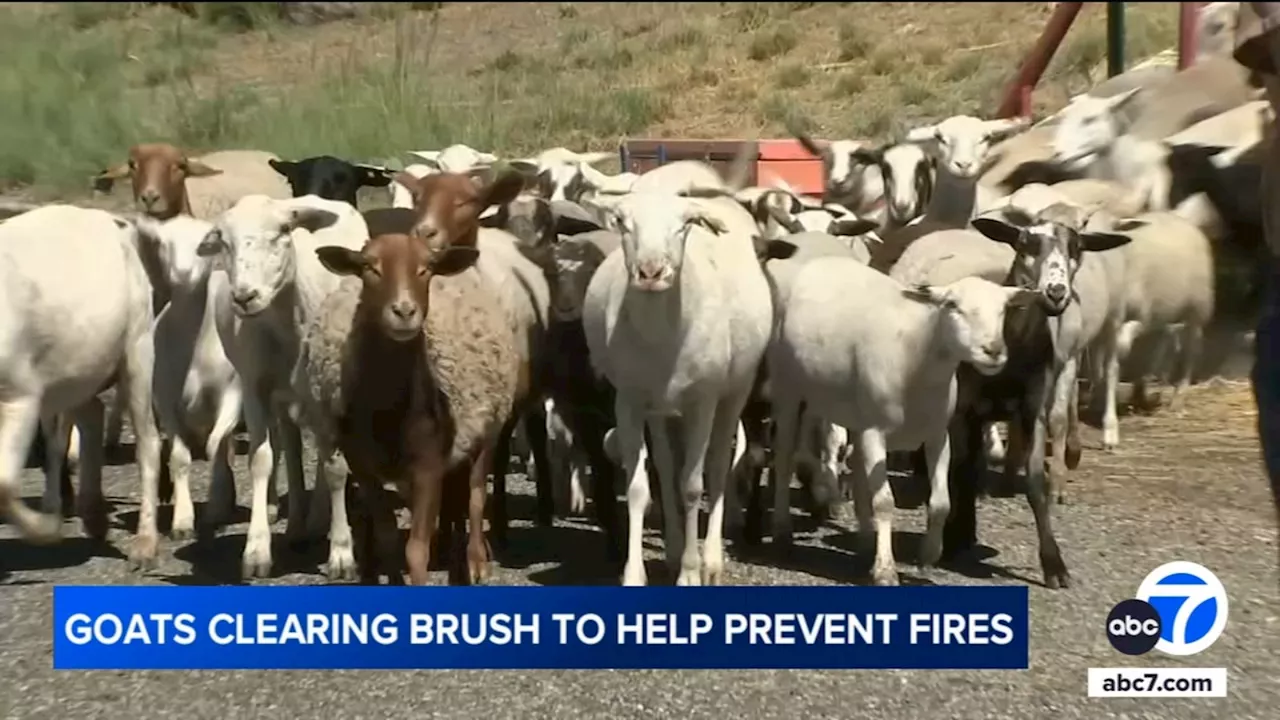 Goats, sheep reducing California's fire risk by clearing out dry vegetation