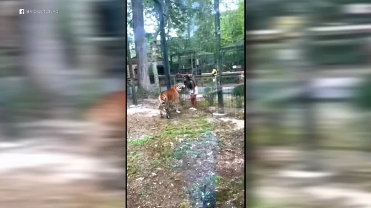 Woman caught on video 'enticing' 500-pound tiger after illegally climbing into NJ zoo enclosure