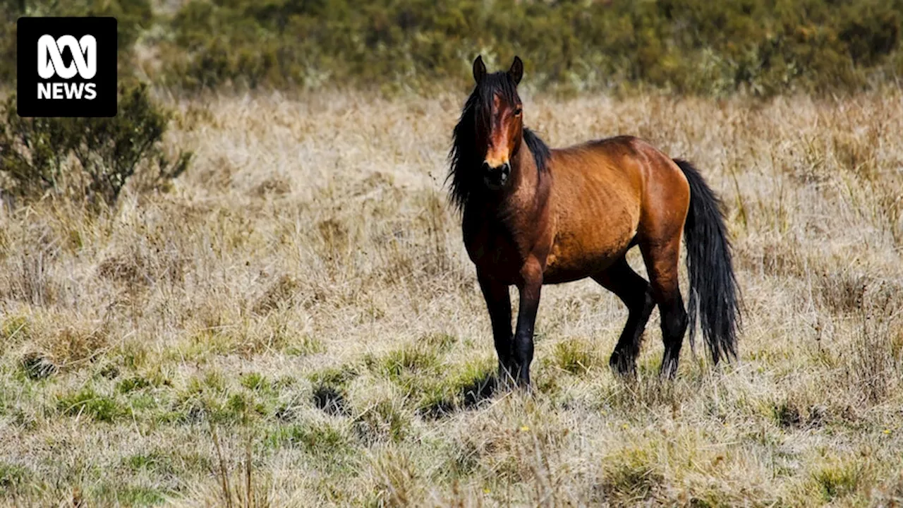 Aerial culling of feral horses to continue in Kosciuszko NP as injunction fails