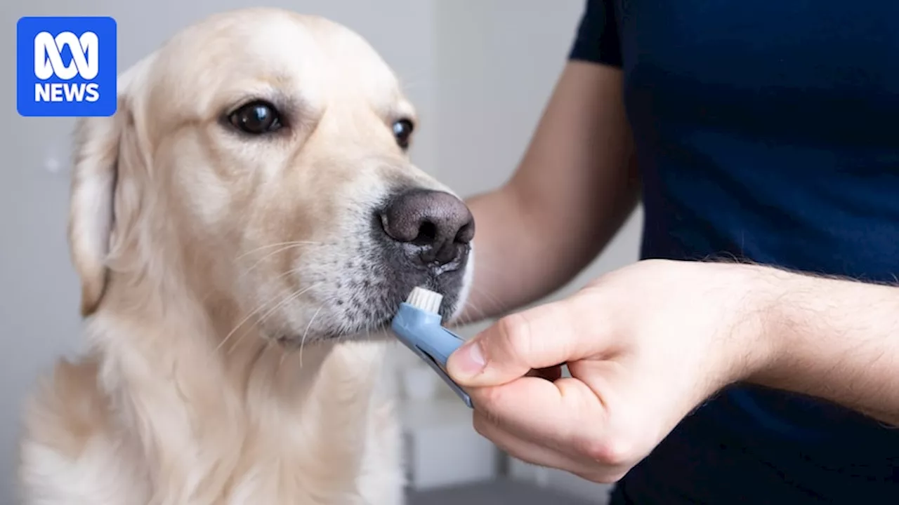 How important is it to look after your dogs' teeth?