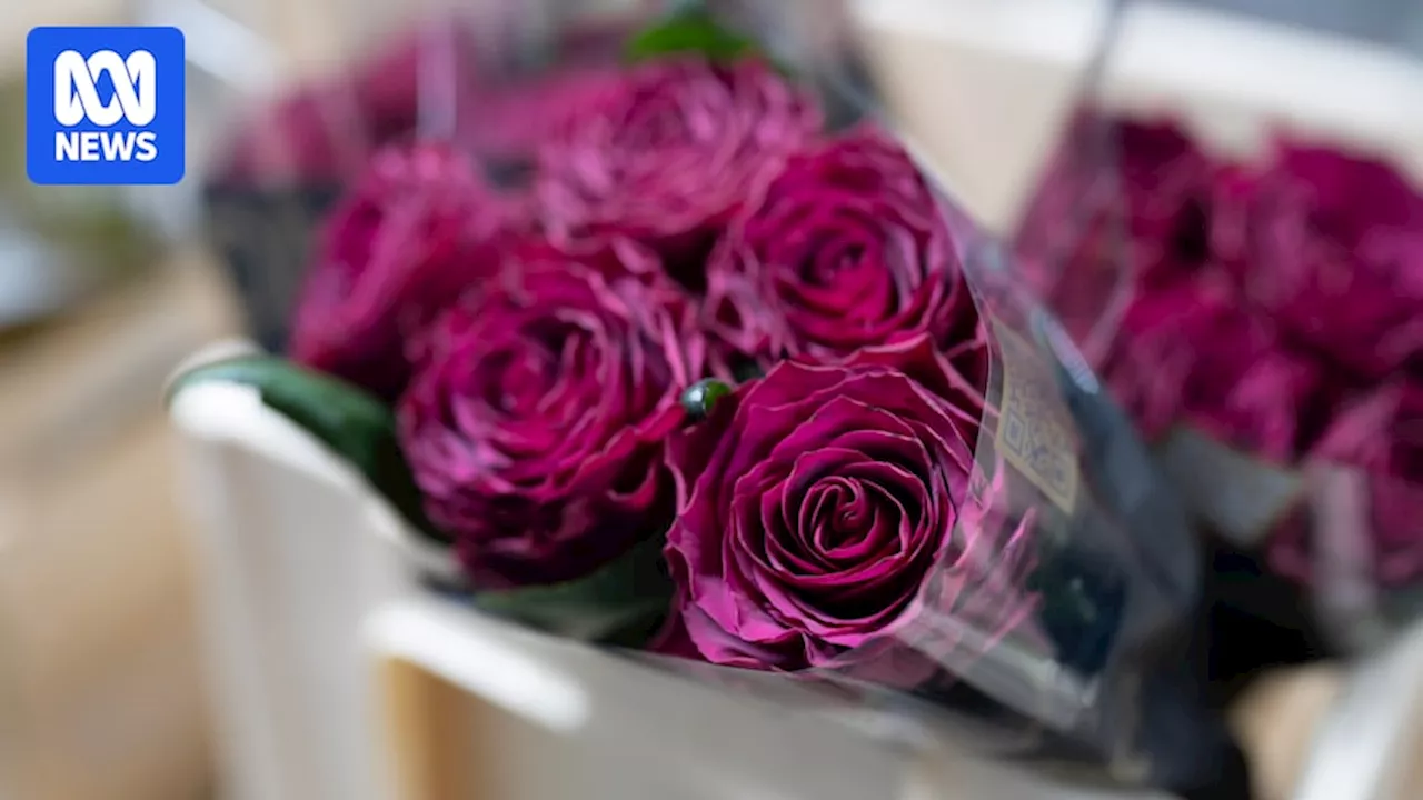 The real cost of a rose: Inside the billion-dollar global flower industry