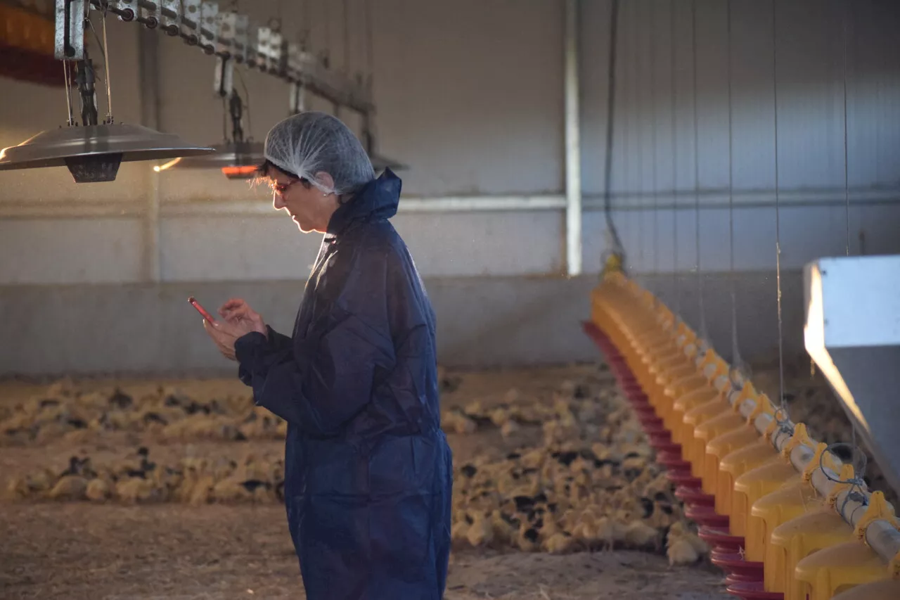 Grippe aviaire : nouvelle campagne de vaccination à partir du 1er octobre 2024