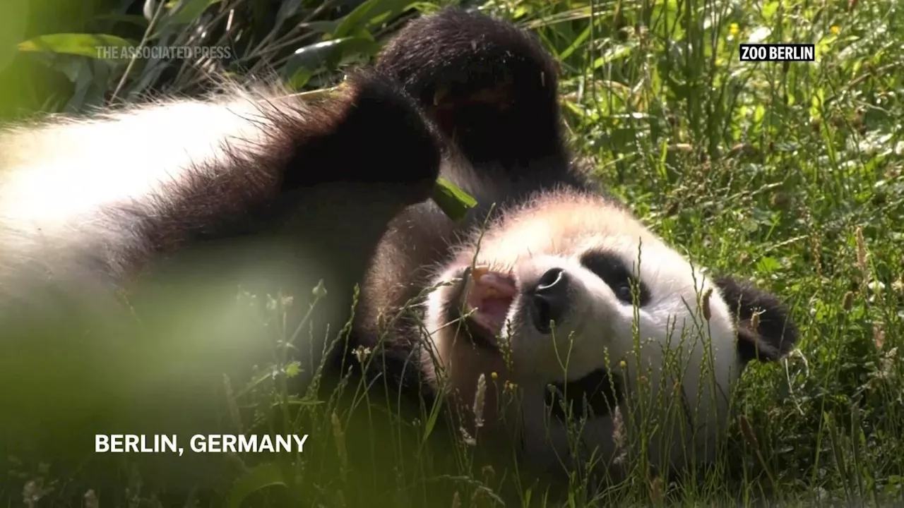 Berlin Zoo's panda Meng Meng prepares to give birth to twins for second time