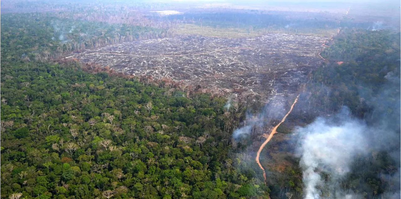 Brasilien: Brände im Amazonas-Regenwald erreichen Rekordhoch