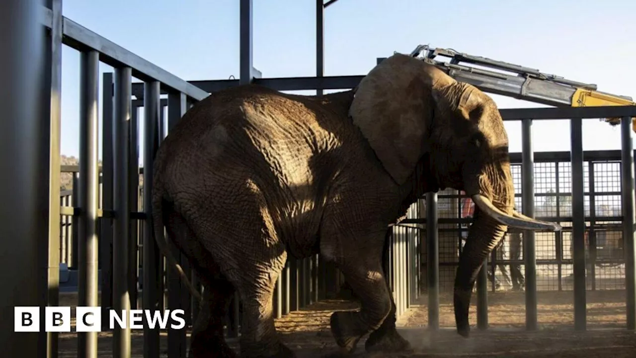 South Africa's last zoo elephant Charlie freed after 40 years