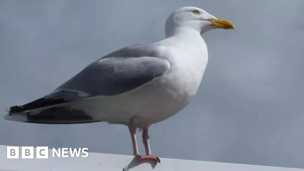 Manx food truck launches insurance against food theft by gulls