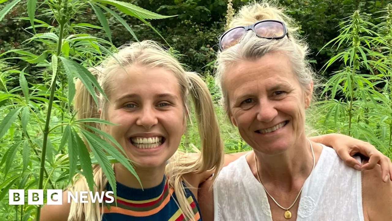 Suffolk hemp crop is ready for harvesting