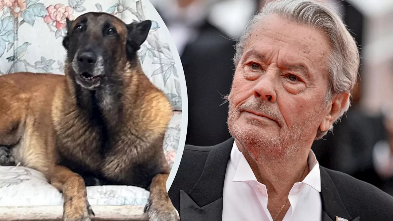 Alain Delon (†88): Schicksal um seinen Hund ist entschieden