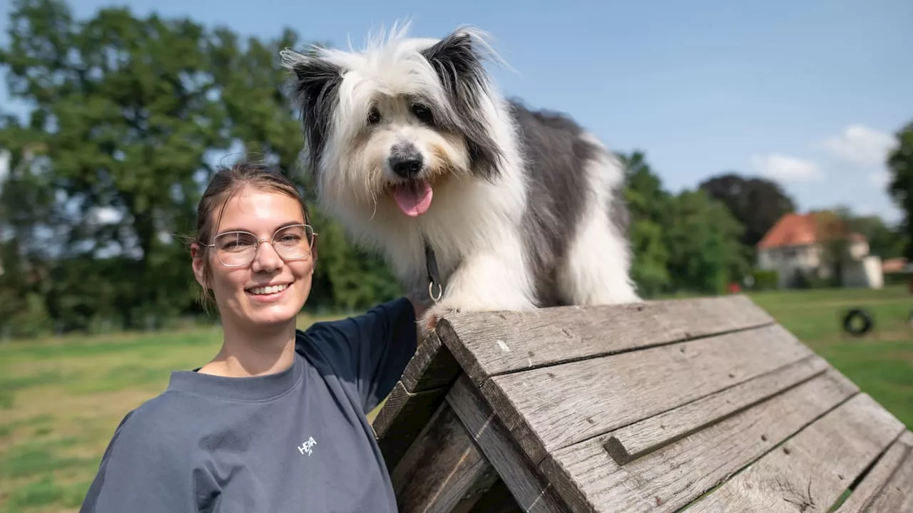 Bei „Top Dog Germany“: Dieser Brandenburger Super-Hund wird TV-Star